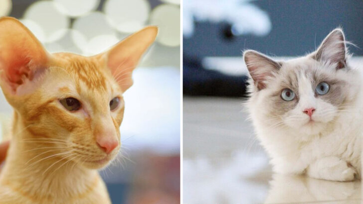 7 Cats with Big Ears & 7 with More Modest Ones