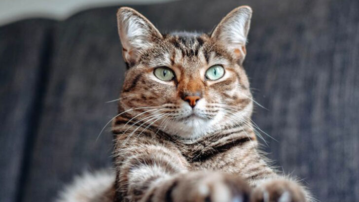 7 State Cat Mascots Across the US (And the Stories Behind Their Selections)