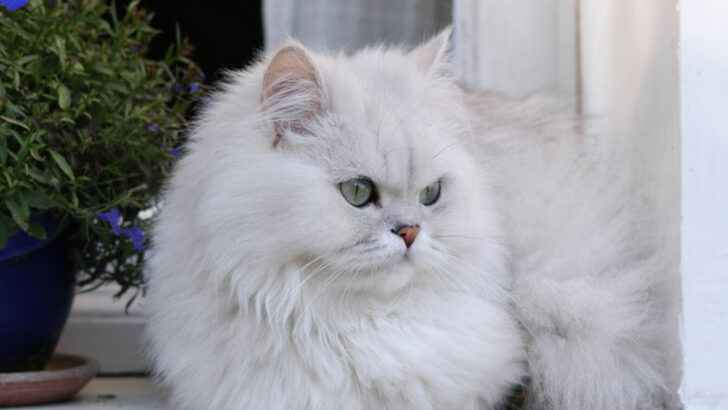 7 Types of Persian Cats & 7 Reasons Why They Make the Ultimate Pet