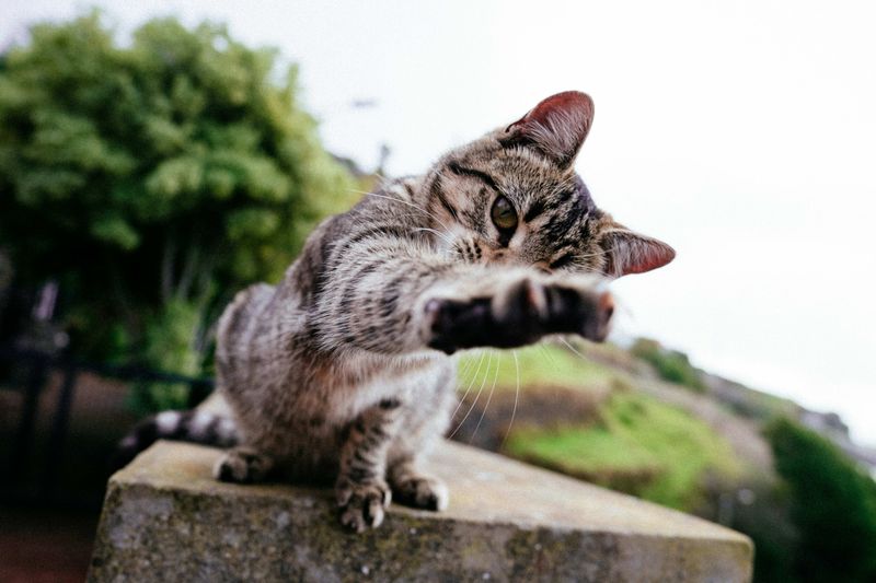7. Swatting