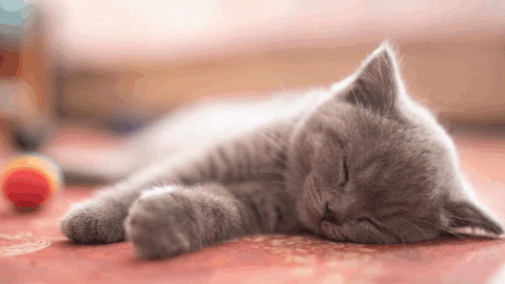 8 Reasons Why Cats Find Comfort Sleeping on Their Left Side