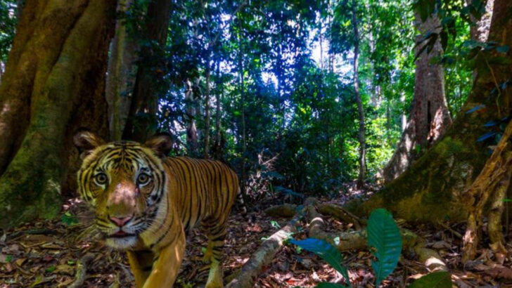 8 Big Cat Species That Surprised Scientists by Surviving Extinction