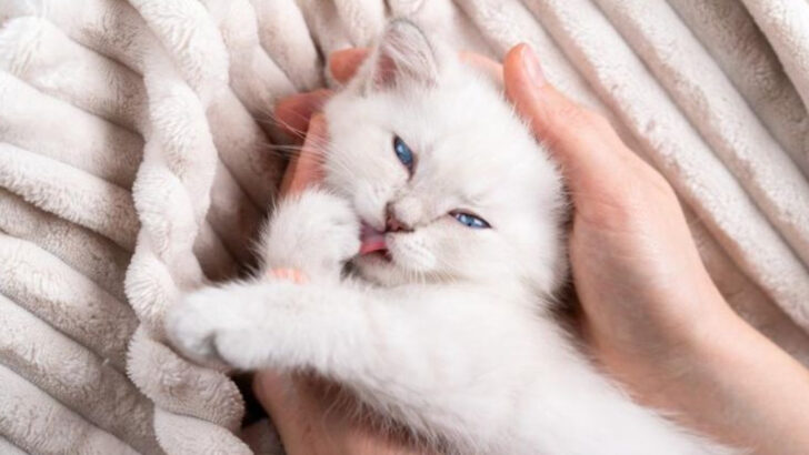8 Cat Breeds That Help You Relax & 8 That Keep You Entertained