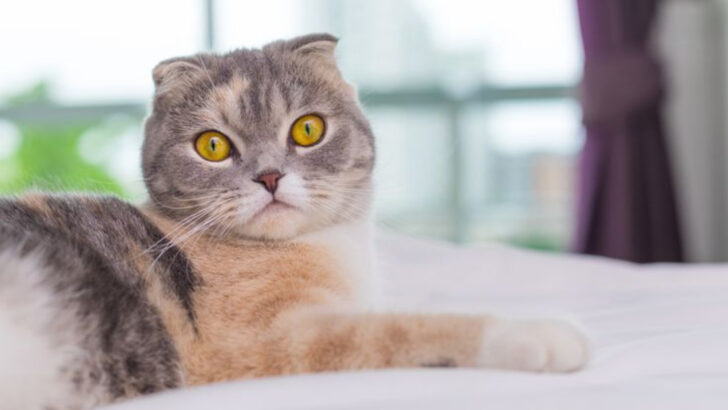 8 Cat Breeds That Will Test Your Patience & 6 Polite Ones for Peaceful Homes