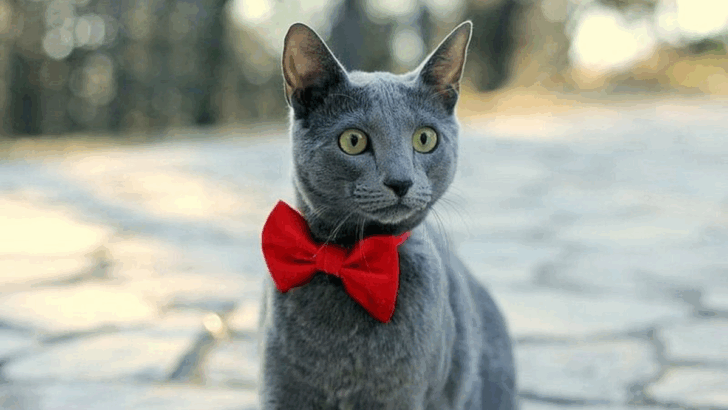 9 Cat Breeds That Thrive With Company & 9 That Love Their Independence