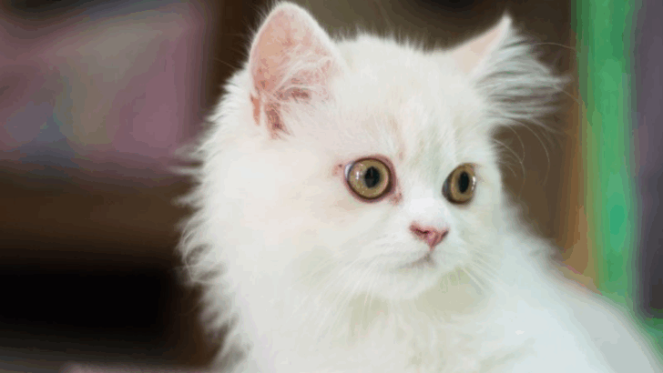 9 Controversial Cat Breeds Vets Don’t Recommend & 5 They Gladly Approve
