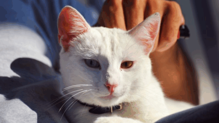9 Reasons Why Cats Are the Most Relaxing Pets to Live With