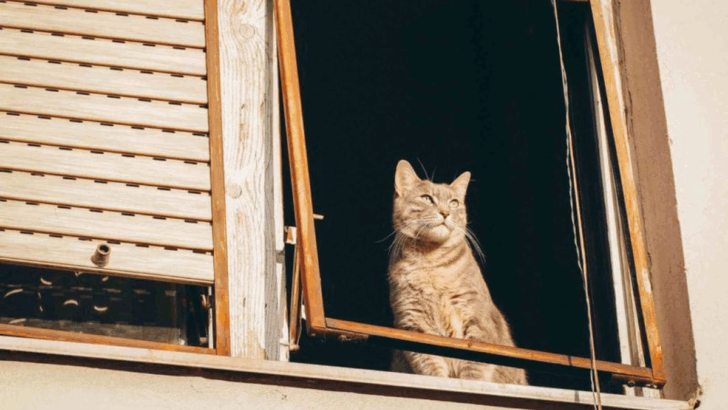 9 Simple Changes Your Cat Will Be Grateful For