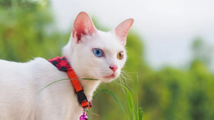 9 Cats That Come with a Hefty Price & 9 That Offer Big Love for Less