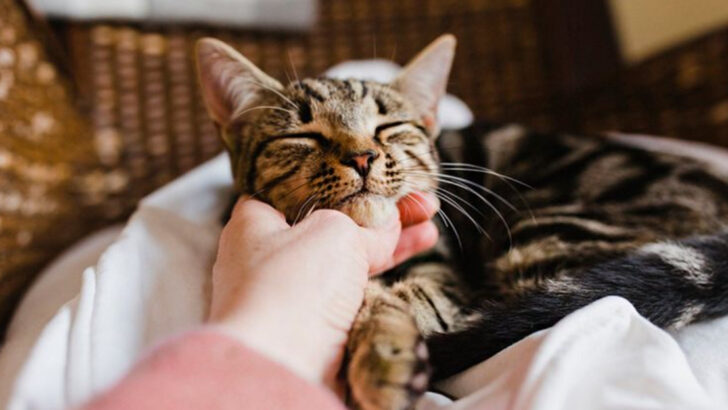 9 Heartfelt Ways Cats Say Goodbye Before Their Life Ends & 8 Signs They’re Still Fighting