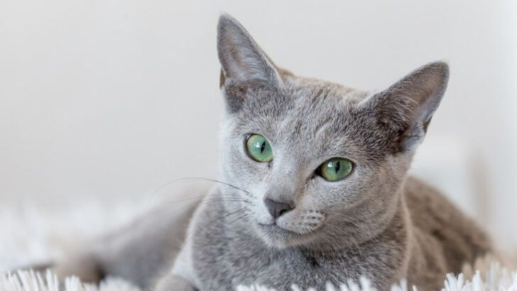 9 Overhyped Cat Breeds & 9 Totally Worth Every Penny