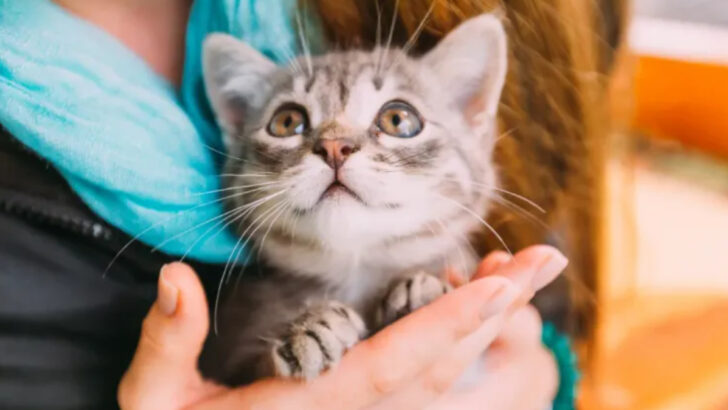 9 Purr-suasive Reasons Cat Lovers Have the Biggest Hearts