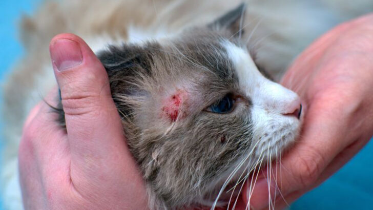 9 Vet-Approved Ways to Soothe Your Cat’s Allergies This Rainy Season