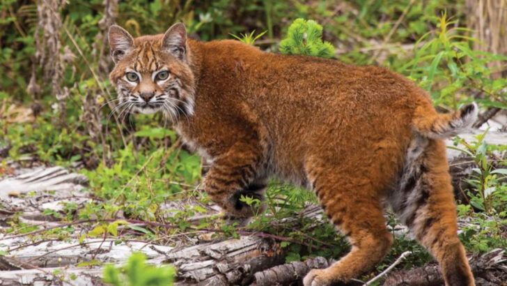 9 Wild Cats You Might Spot in North America – But Shouldn’t Own