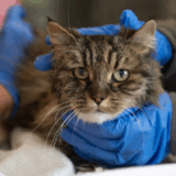 A Cat Fell Nearly 400 Feet and Lived to Be Adopted by the Hero Who Saved Her Life