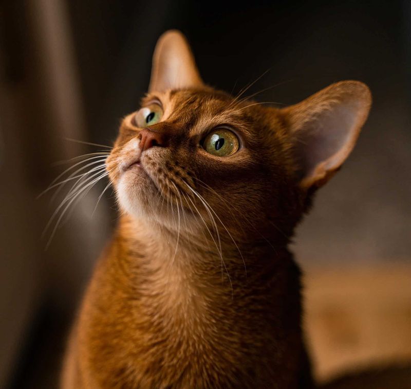 Abyssinian