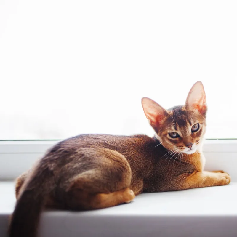 Abyssinian