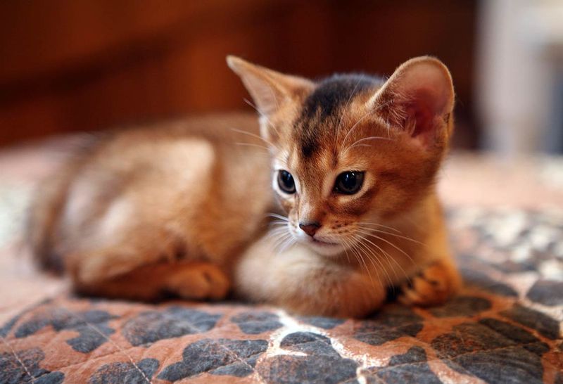 Abyssinian
