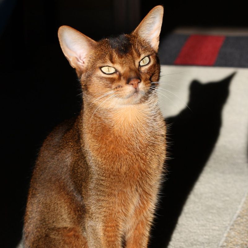 Abyssinian