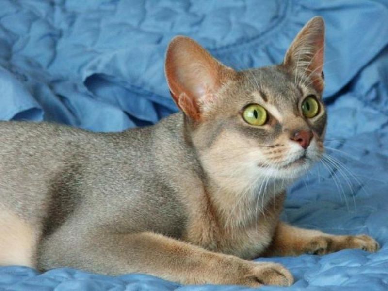 Abyssinian