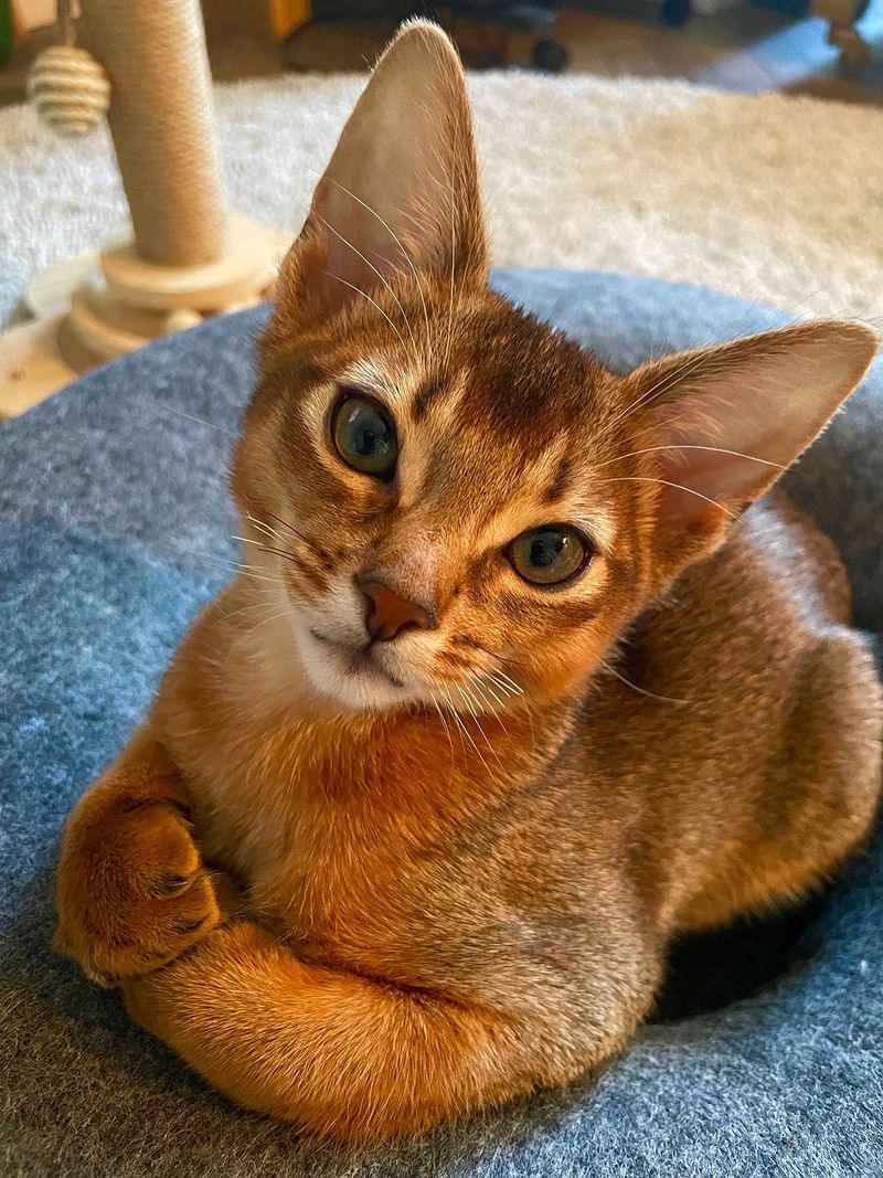 Abyssinian