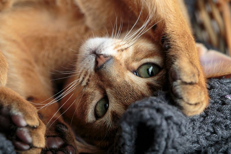 Abyssinian