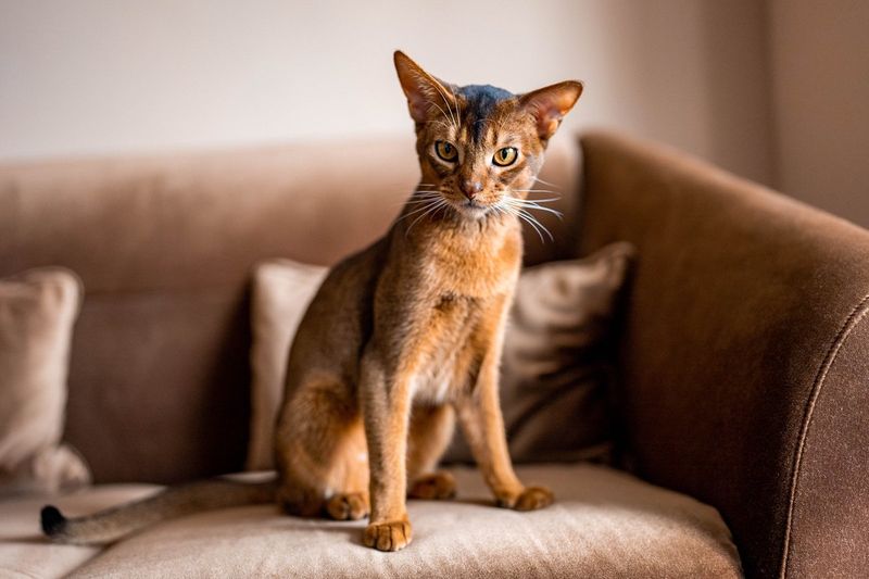 Abyssinian