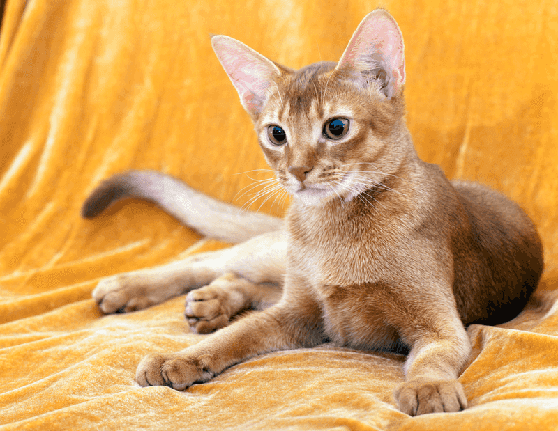 Abyssinian