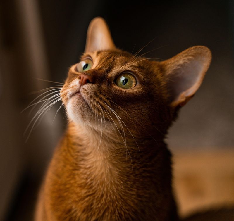 Abyssinian