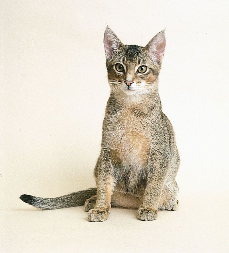 Abyssinian