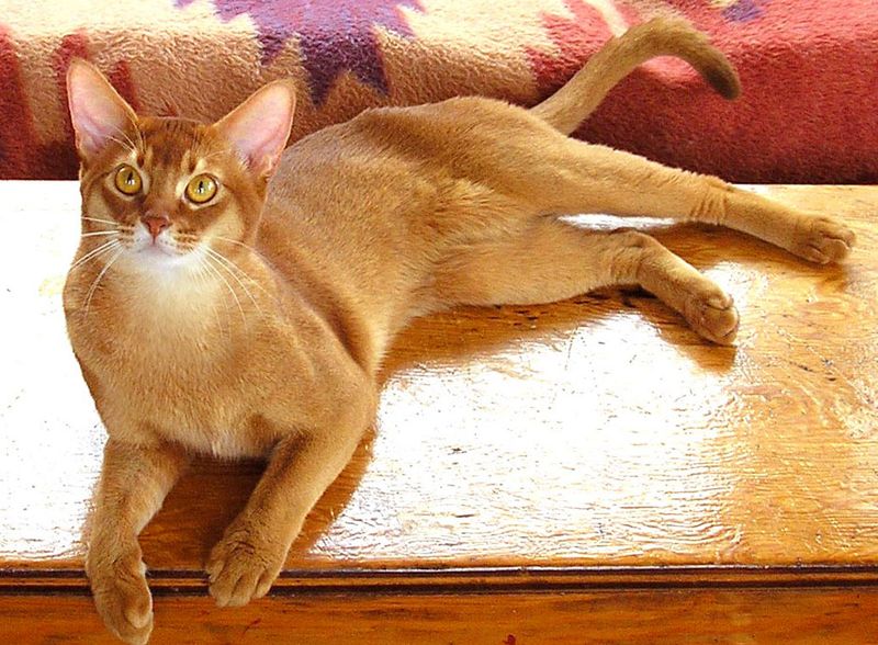Abyssinian