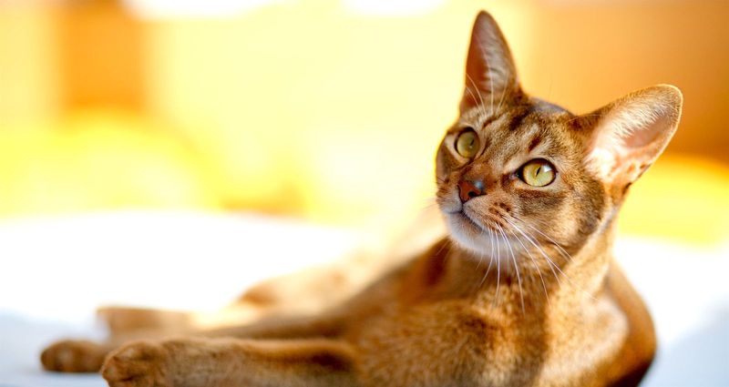 Abyssinian
