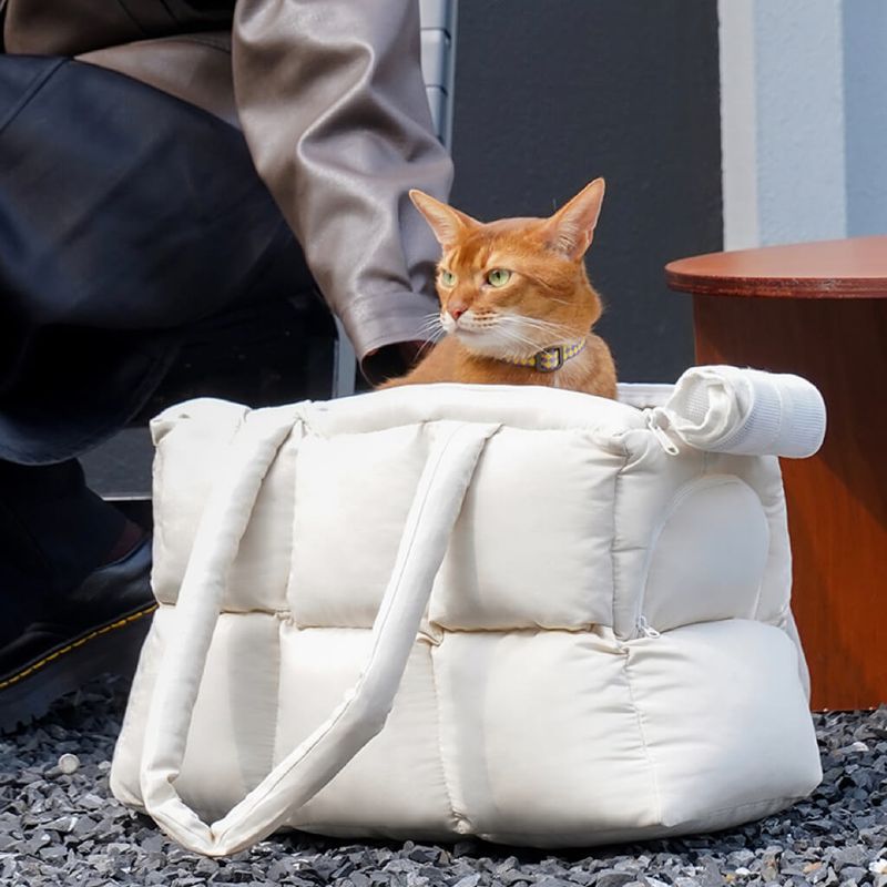 Abyssinian
