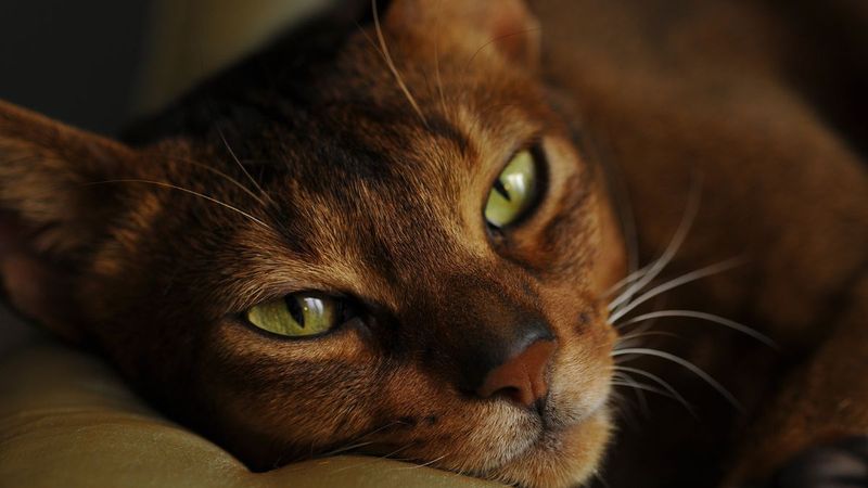 Abyssinian