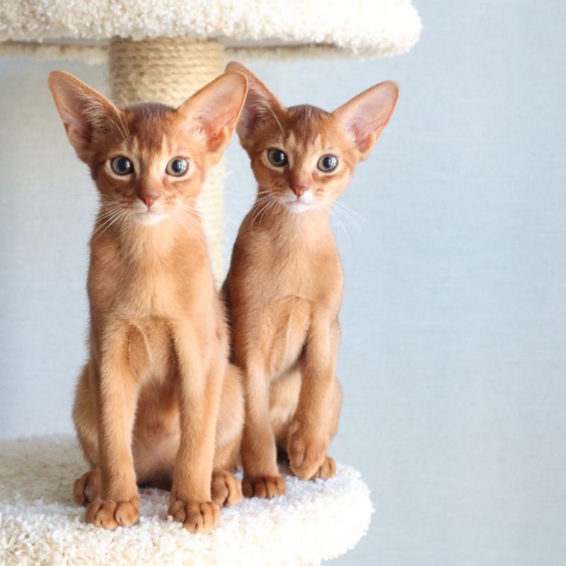 Abyssinian