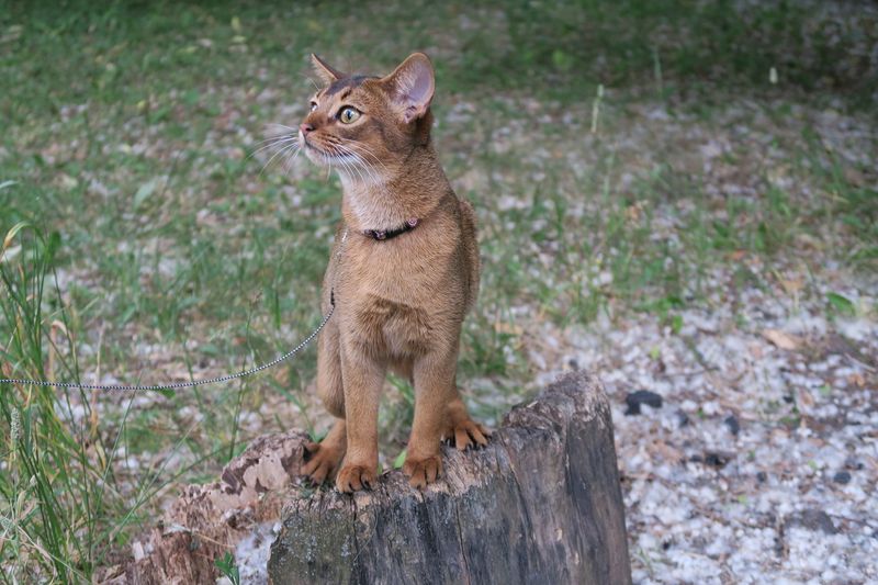 Abyssinian