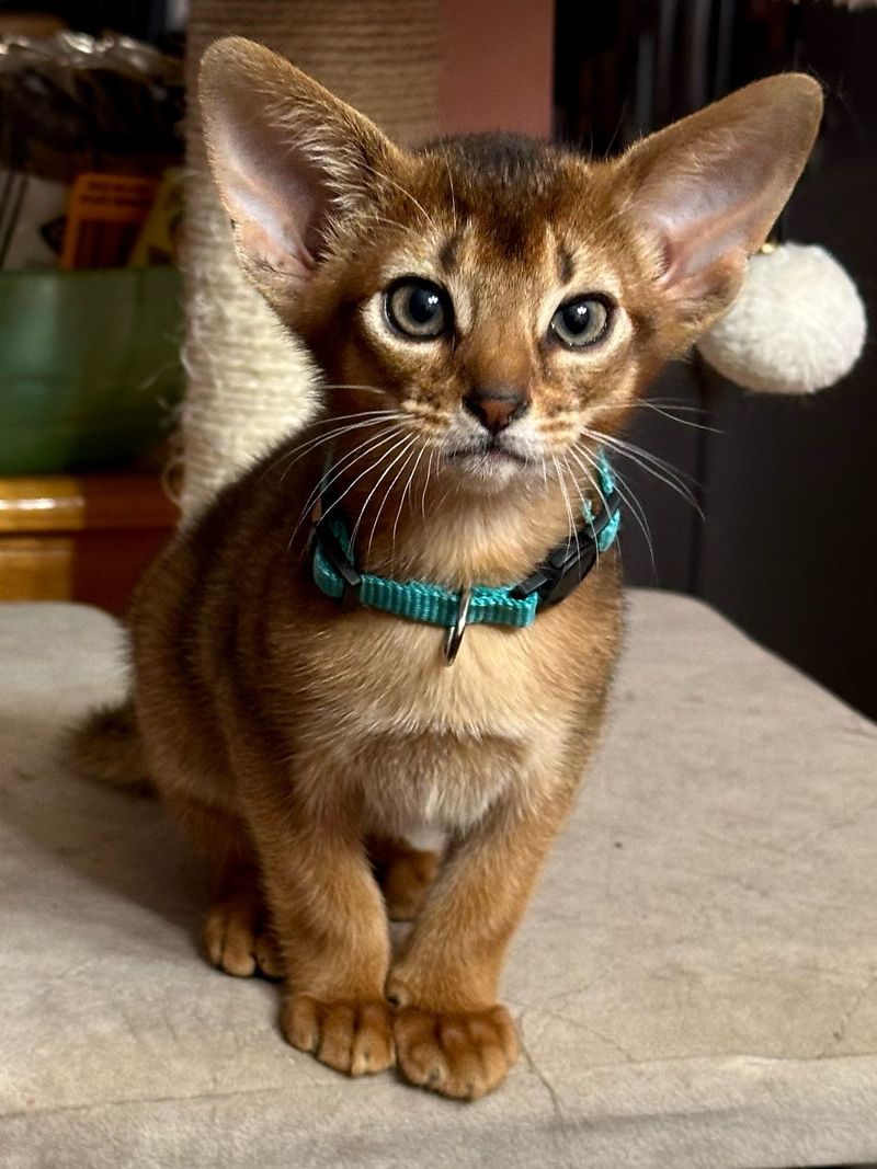Abyssinian