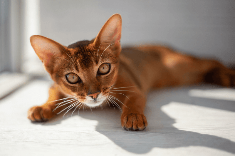 Abyssinian
