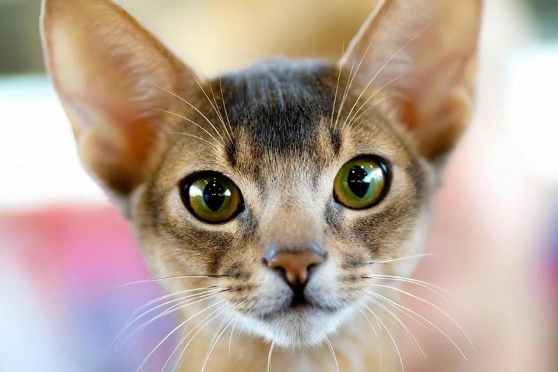 Abyssinian