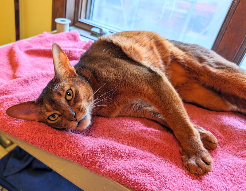 Abyssinian