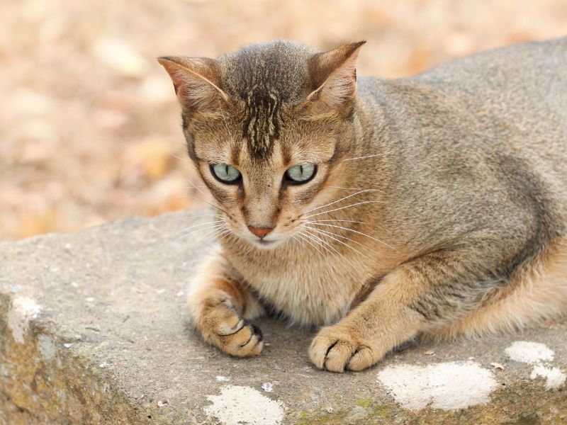 Abyssinian