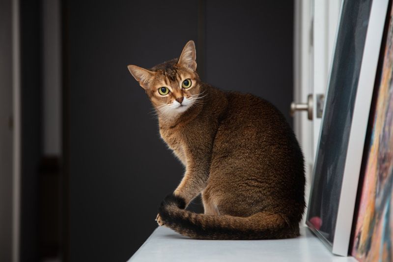 Abyssinian