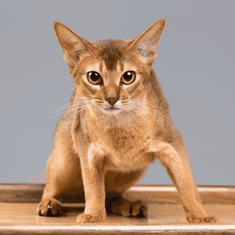 Abyssinian
