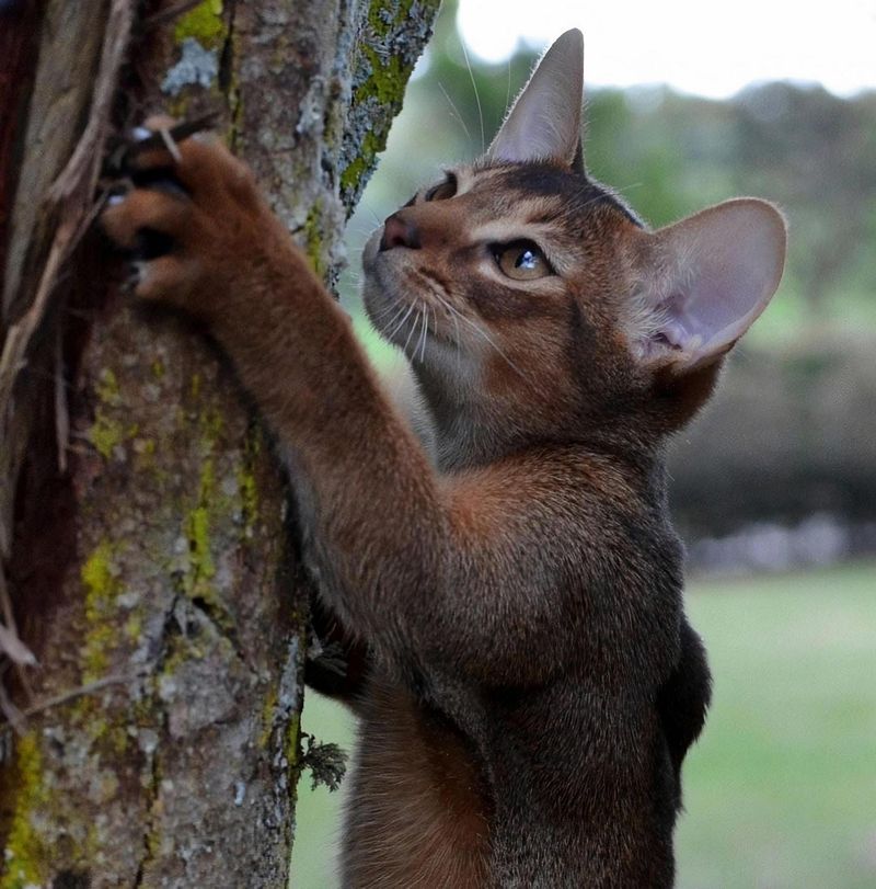 Abyssinian