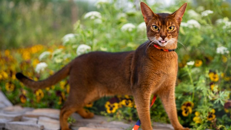Abyssinian