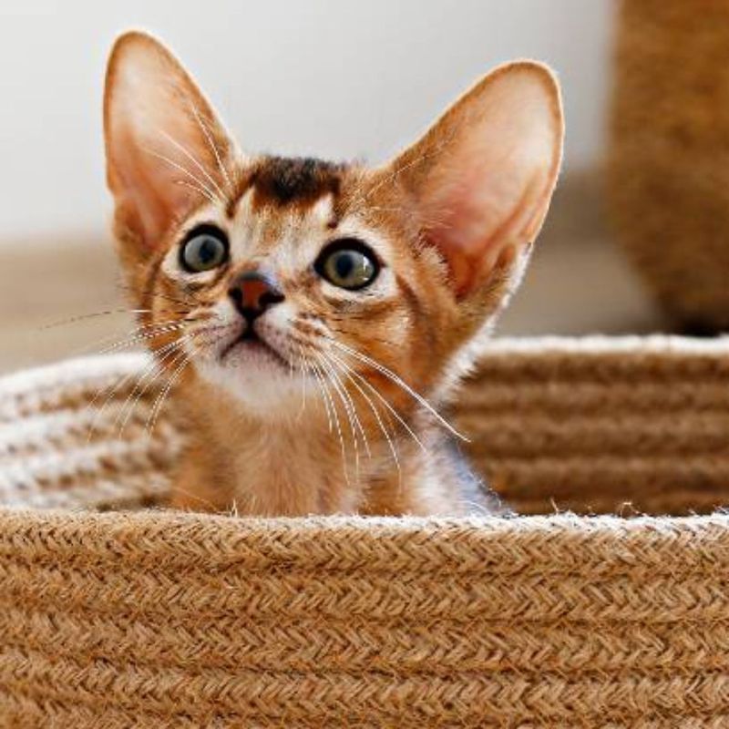 Abyssinian