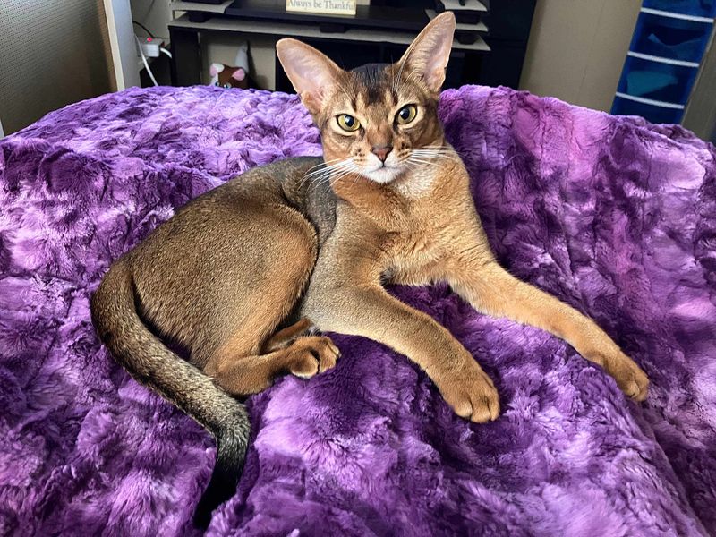 Abyssinian