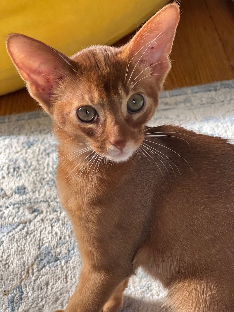 Abyssinian
