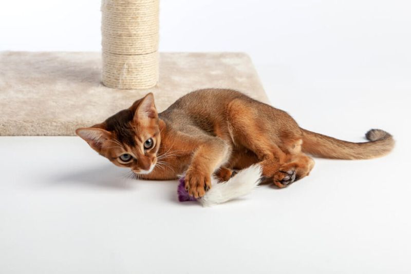 Abyssinian