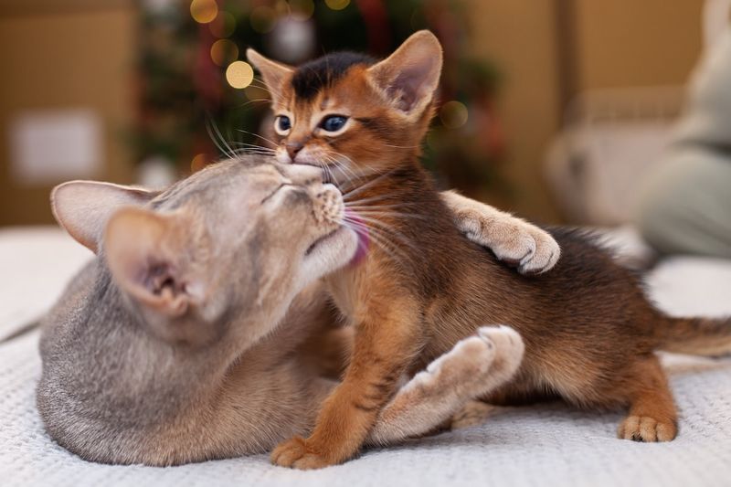 Abyssinian